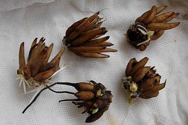 花毛茛種球怎么種 花毛茛種球種植方法