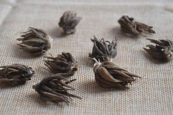 花毛茛種球怎么種 花毛茛種球種植方法