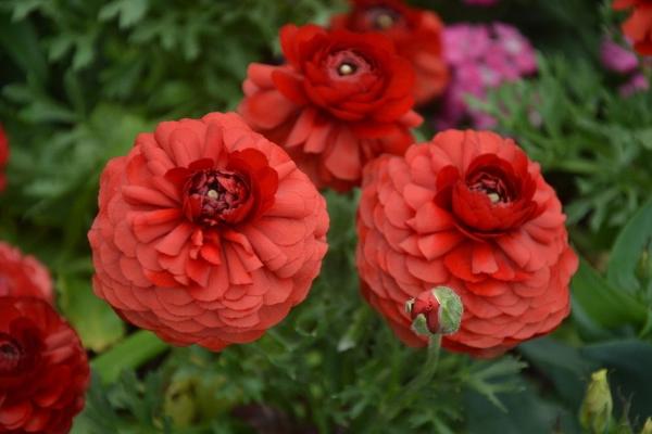 花毛茛種球怎么種 花毛茛種球種植方法