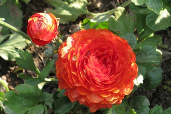 花毛茛種球怎么種 花毛茛種球種植方法