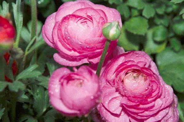 花毛茛種球怎么種 花毛茛種球種植方法