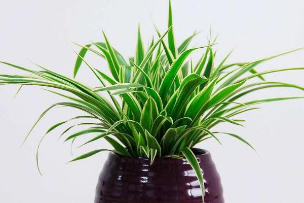 金邊吊蘭吸甲醛嗎 金邊吊蘭能凈化空氣嗎