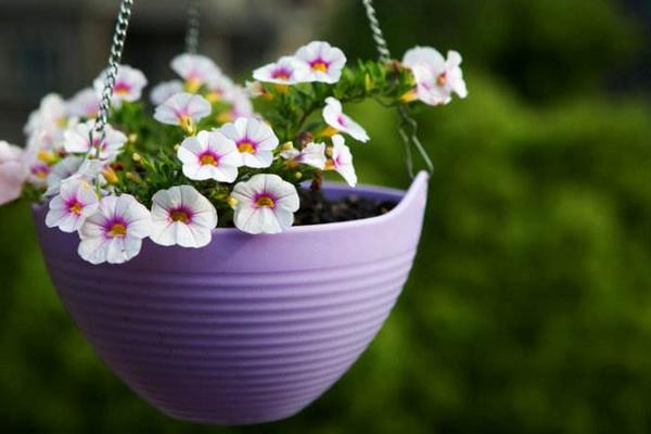 百萬小鈴怎么養 百萬小鈴養殖方法與注意事項