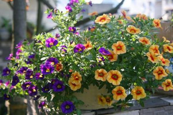 百萬小鈴怎么養 百萬小鈴養殖方法與注意事項