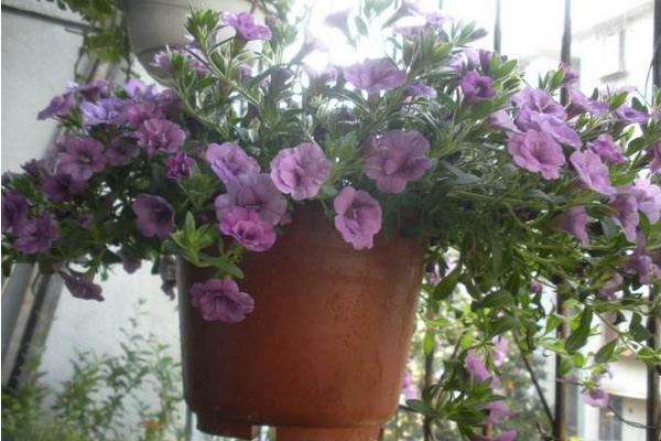 百萬小鈴怎么養 百萬小鈴養殖方法與注意事項