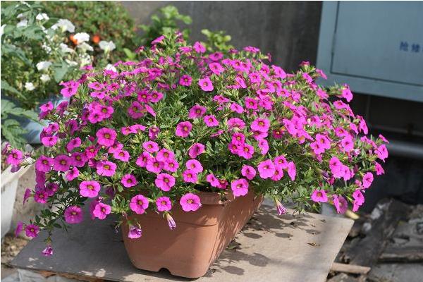 百萬小鈴怎么養 百萬小鈴養殖方法與注意事項