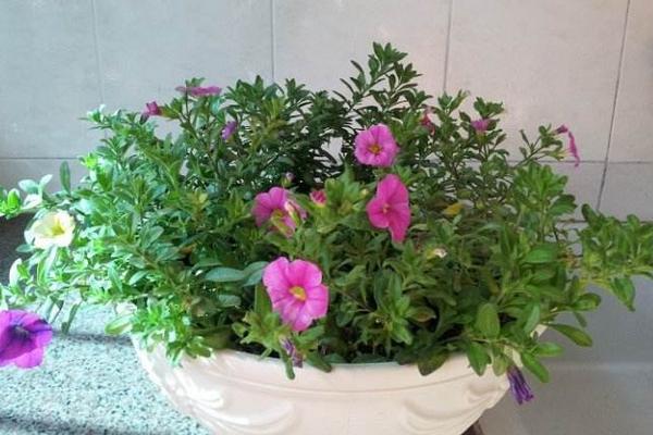 百萬小鈴怎么養 百萬小鈴養殖方法與注意事項