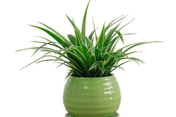 金邊吊蘭葉子發黃變黑怎么辦 金邊吊蘭掉葉子解決方法