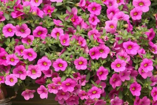 百萬(wàn)小鈴什么時(shí)候播種 百萬(wàn)小鈴什么時(shí)候扦插繁殖