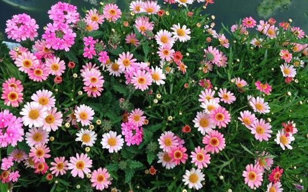 百萬(wàn)小鈴什么時(shí)候播種 百萬(wàn)小鈴什么時(shí)候扦插繁殖