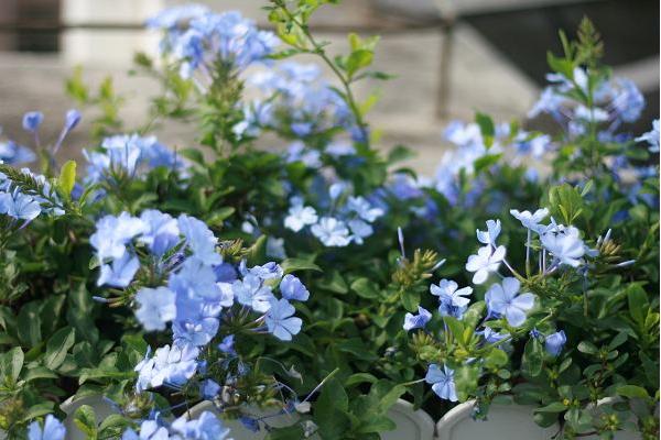 百萬(wàn)小鈴什么時(shí)候播種 百萬(wàn)小鈴什么時(shí)候扦插繁殖