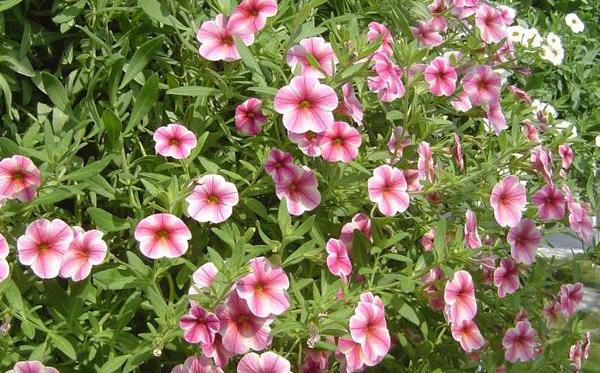 百萬(wàn)小鈴什么時(shí)候播種 百萬(wàn)小鈴什么時(shí)候扦插繁殖