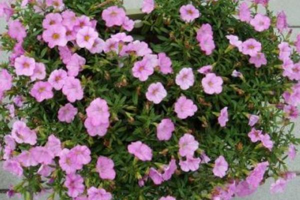 百萬(wàn)小鈴什么時(shí)候播種 百萬(wàn)小鈴什么時(shí)候扦插繁殖