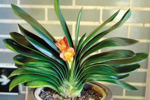 君子蘭夾箭怎么辦 君子蘭夾箭后的處理（塑料袋）