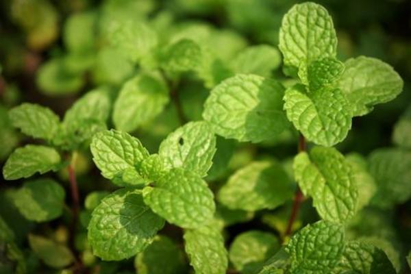 薄荷怎么種 薄荷種植方法與注意事