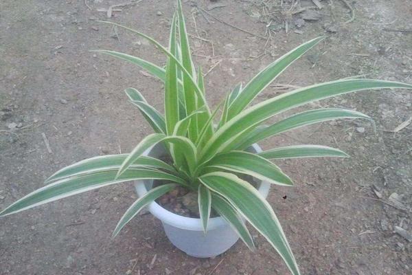 金邊吊蘭怎么修剪枝葉好看 金邊吊蘭怎么澆水（多久澆一次）