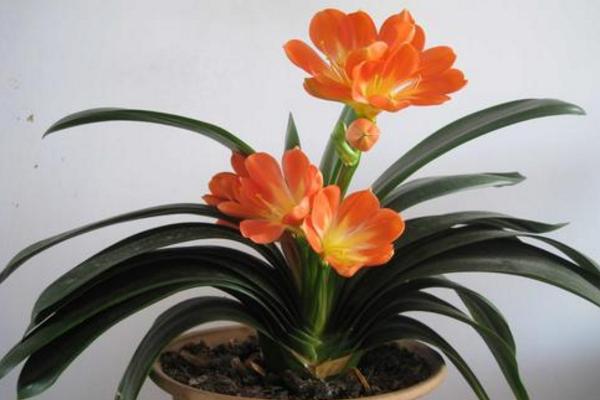 君子蘭圖片大全 君子蘭花語及寓意 君子蘭有哪些品種