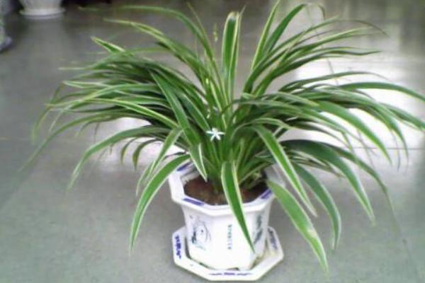 金邊吊蘭怎么修剪枝葉好看 金邊吊蘭怎么澆水（多久澆一次）