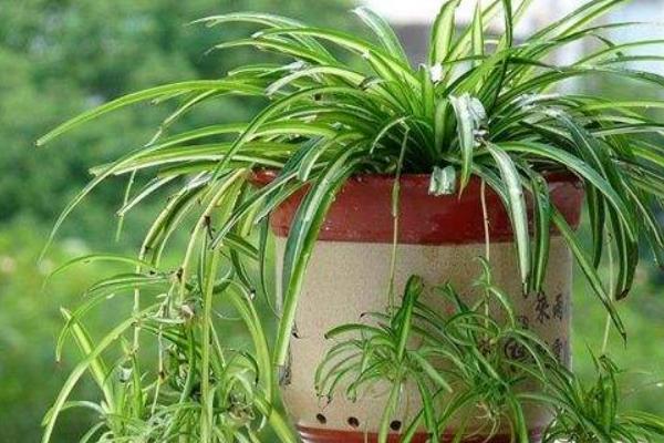 金邊吊蘭怎么修剪枝葉好看 金邊吊蘭怎么澆水（多久澆一次）