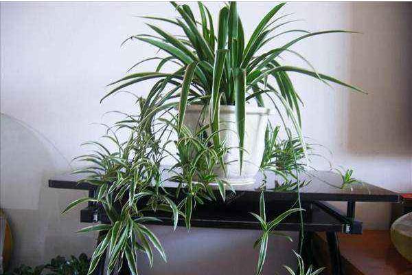 金邊吊蘭怎么修剪枝葉好看 金邊吊蘭怎么澆水（多久澆一次）