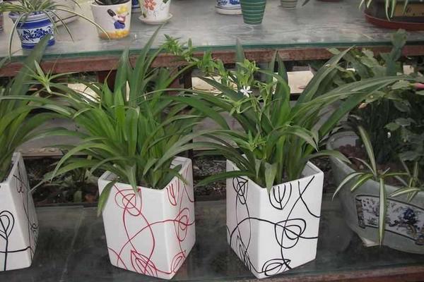 金邊吊蘭怎么修剪枝葉好看 金邊吊蘭怎么澆水（多久澆一次）