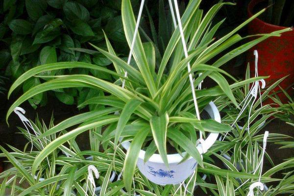 金邊吊蘭怎么修剪枝葉好看 金邊吊蘭怎么澆水（多久澆一次）