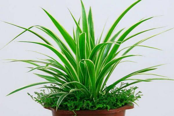 金邊吊蘭有毒嗎 金邊吊蘭能放在室內臥室嗎