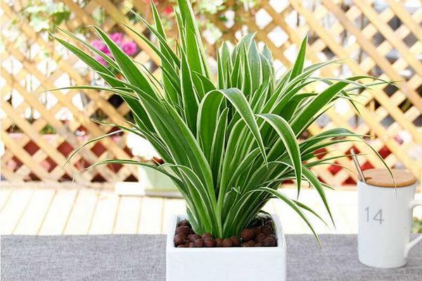 金邊吊蘭什么時候開花 金邊吊蘭花期是幾月