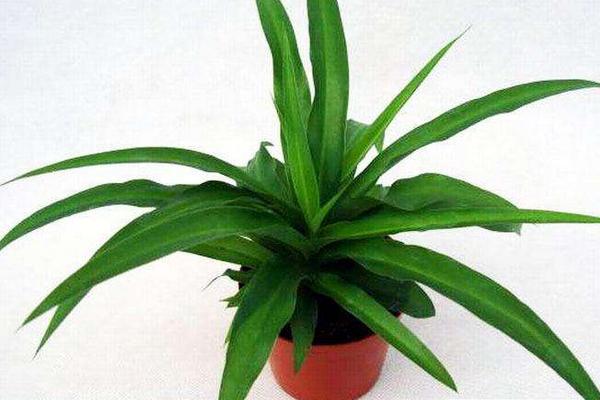 青葉吊蘭怎么養(yǎng)長得快 青葉吊蘭養(yǎng)殖方法與注意事項