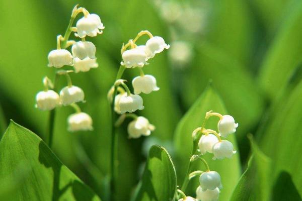 鈴蘭花怎么養(yǎng) 鈴蘭花養(yǎng)殖方法與注意事項