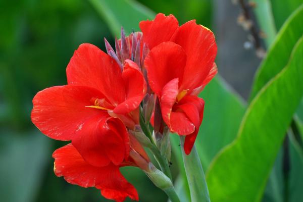 美人蕉有毒嗎 美人蕉可以放在室內臥室嗎