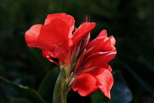 美人蕉種子怎么種 美人蕉種子種植方法與注意事項