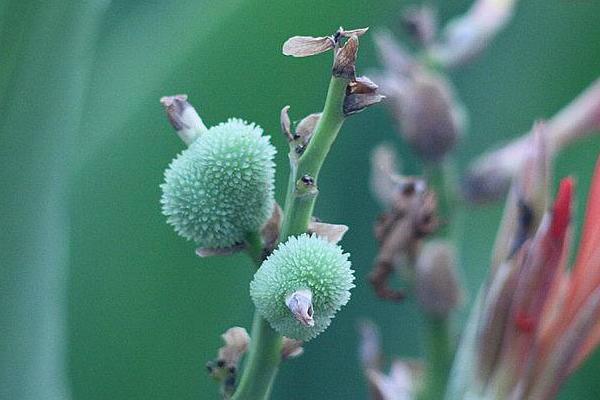 美人蕉種子怎么種 美人蕉種子種植方法與注意事項