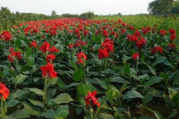 美人蕉種子怎么種 美人蕉種子種植方法與注意事項