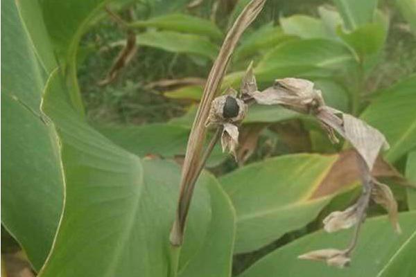 美人蕉種子怎么種 美人蕉種子種植方法與注意事項