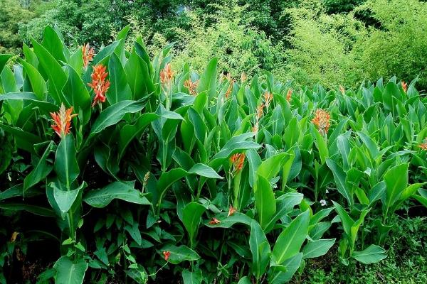 美人蕉種子怎么種 美人蕉種子種植方法與注意事項