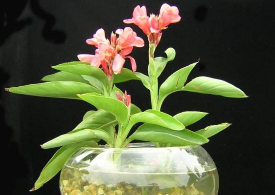 美人蕉種子怎么種 美人蕉種子種植方法與注意事項