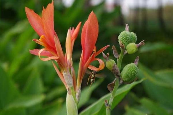 美人蕉種子怎么種 美人蕉種子種植方法與注意事項