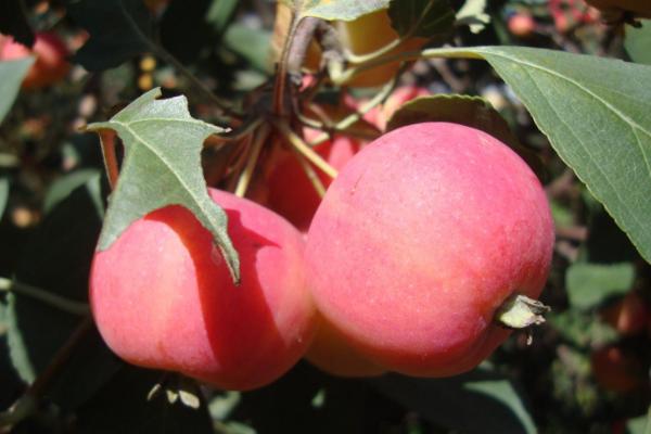 沙果與海棠果的區(qū)別是什么 沙果的食用功效與作用