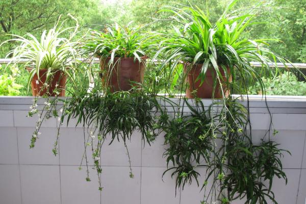 哪種吊蘭除甲醛最好 吊蘭凈化空氣嗎