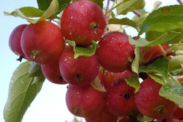 沙果是山楂嗎 孕婦可以吃沙果嗎