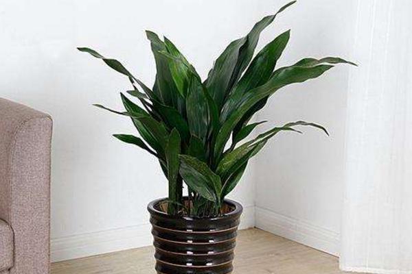 一葉蘭怎么養(yǎng) 一葉蘭養(yǎng)殖養(yǎng)殖方法與注意事項