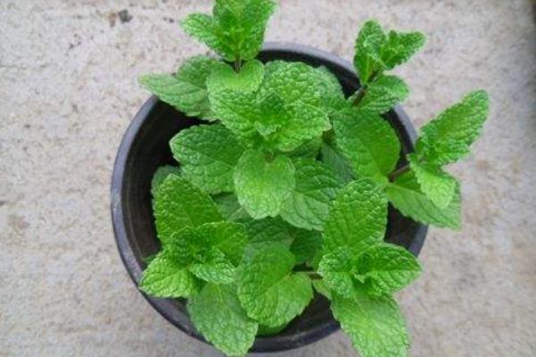 薄荷有毒嗎 薄荷可以放在臥室嗎
