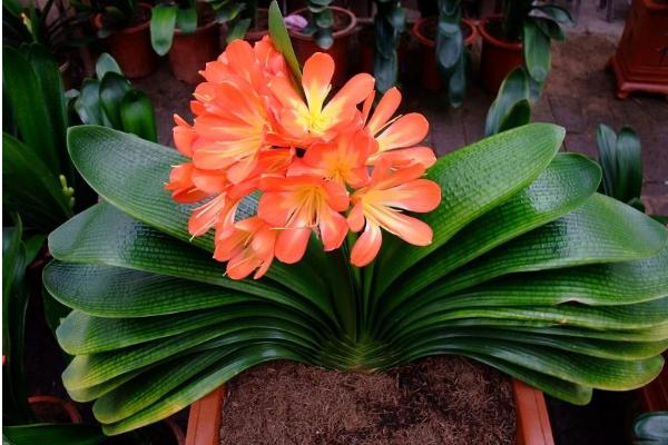 君子蘭澆啤酒好嗎 養君子蘭用什么肥