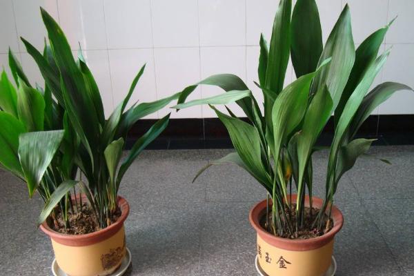 一葉蘭圖片大全（含開花） 一葉蘭花語及寓意