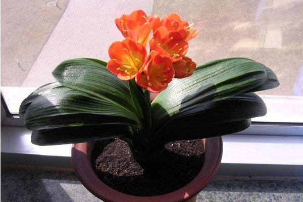 君子蘭開完花怎么辦 君子蘭怎么分株