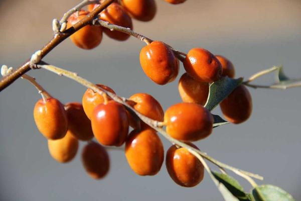 沙棗泡水喝功效與作用及禁忌 吃沙棗有什么好處