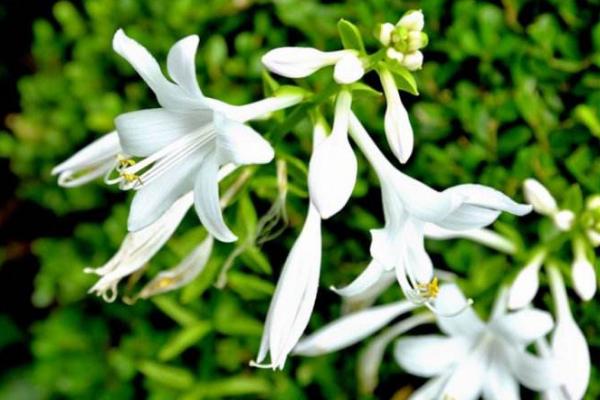 玉簪花功效與作用 玉簪花藥用價(jià)值