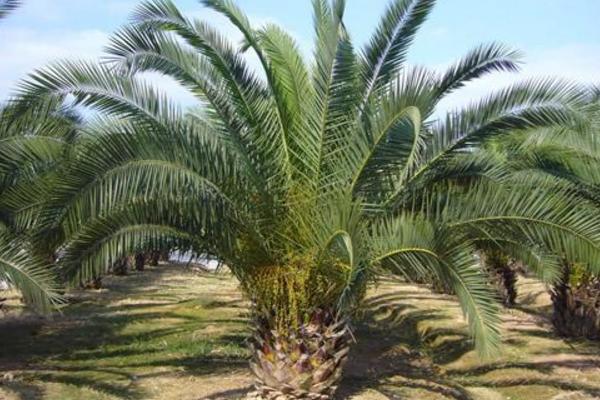 加拿利海棗果實能吃嗎 海棗有哪些營養價值