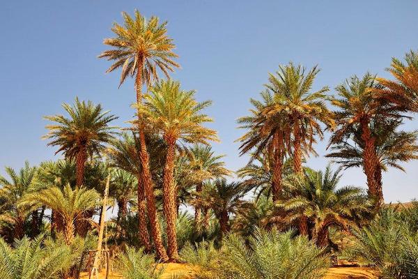 加拿利海棗樹市場價格多少錢一棵 加拿利海棗生長環境